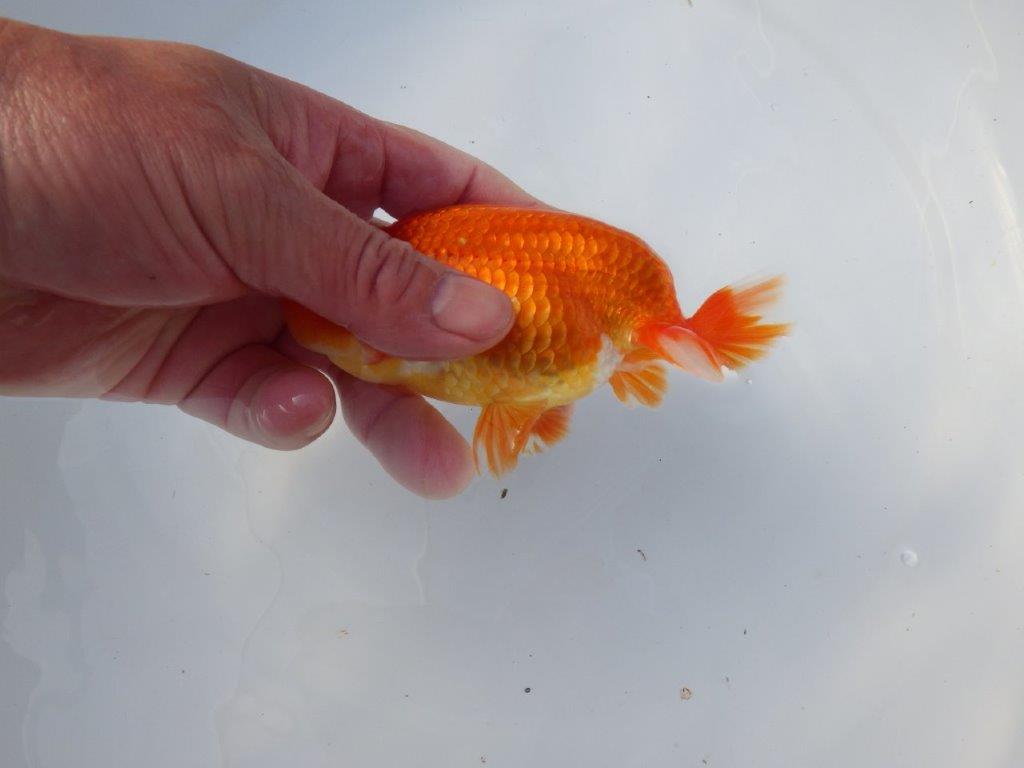 【愛知 清田良也氏】尾・頭・全体の雰囲気がとても良い明け二歳らんちゅう 約1３㎝ オス