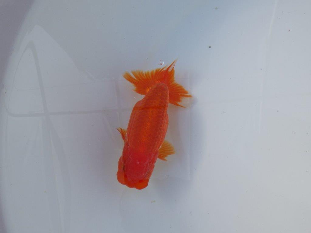 【愛知 清田良也氏】尾・頭・全体の雰囲気がとても良い明け二歳らんちゅう 約1３㎝ オス