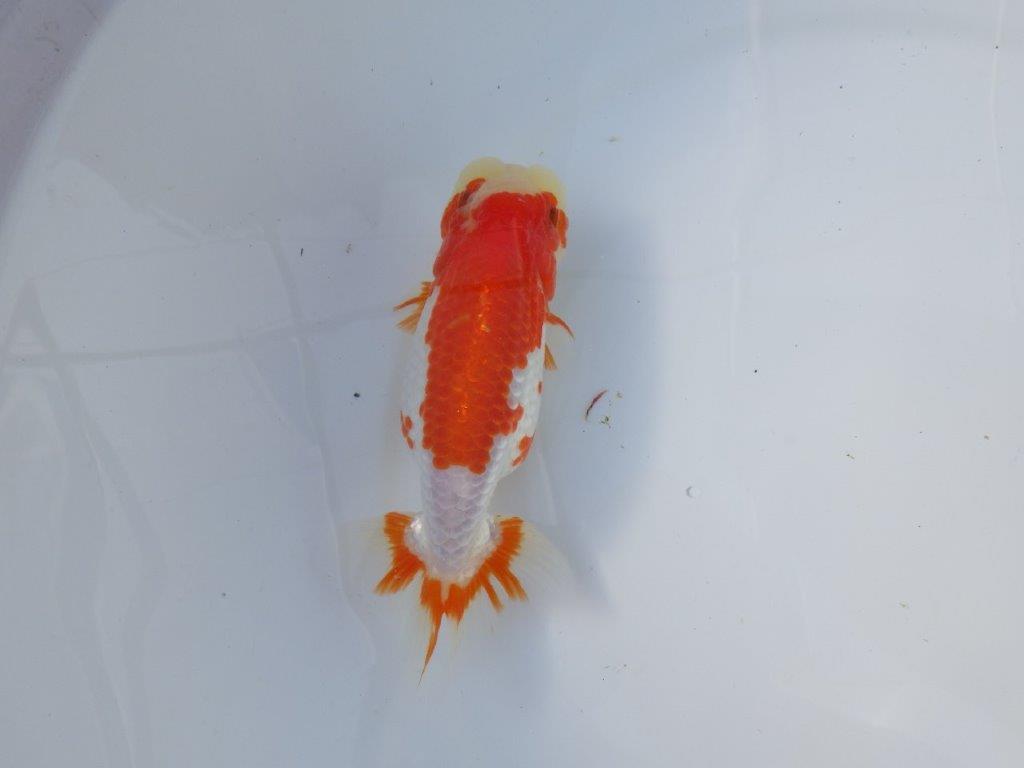 【愛知 清田良也氏】インパクトのある綺麗な更紗 明け二歳らんちゅう 約15,5㎝ メス？