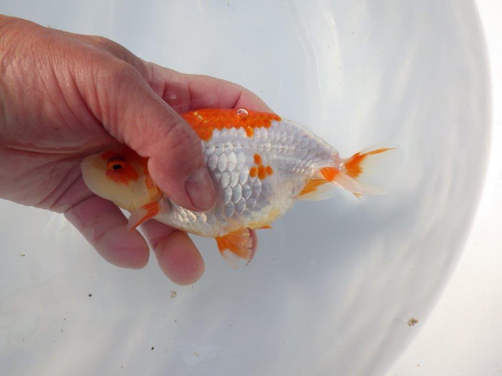 【愛知 清田良也氏】インパクトのある綺麗な更紗 明け二歳らんちゅう 約15,5㎝ メス？