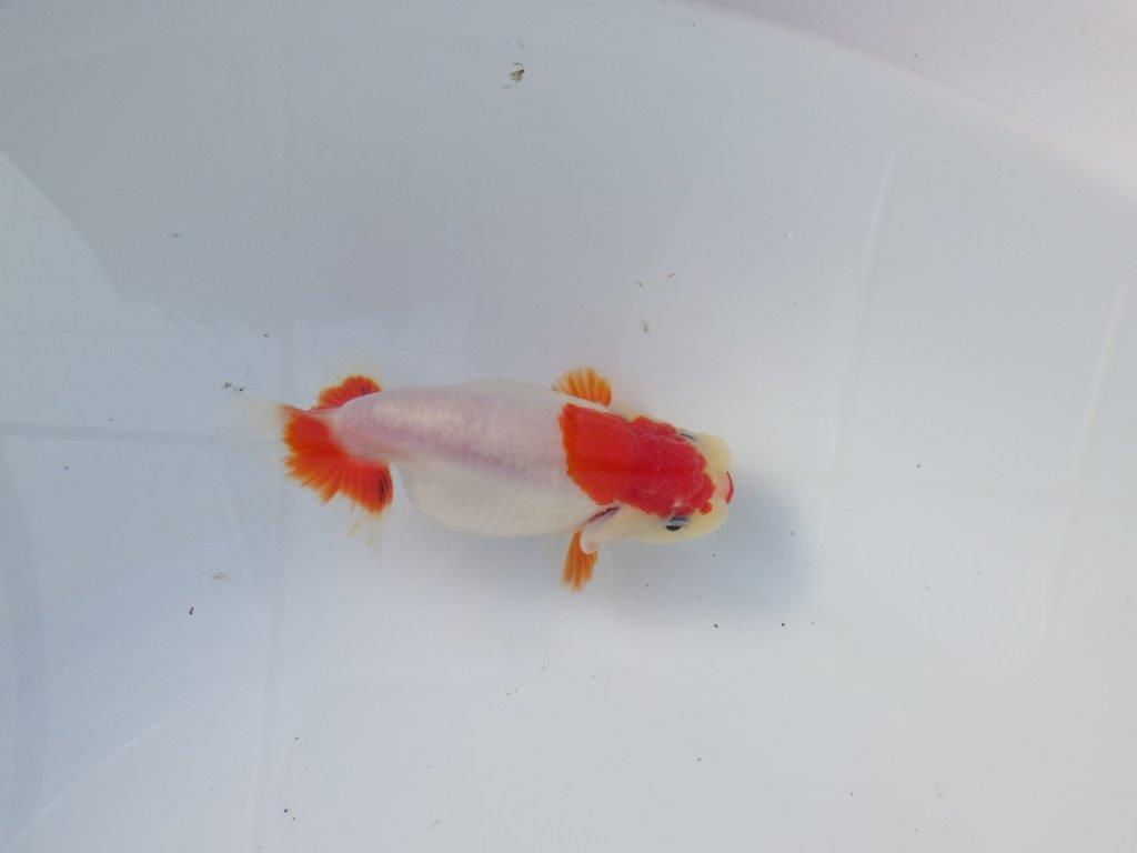 【愛知 清田良也氏】激レア!上物明け二歳もみじらんちゅう 約11,5㎝ メス?