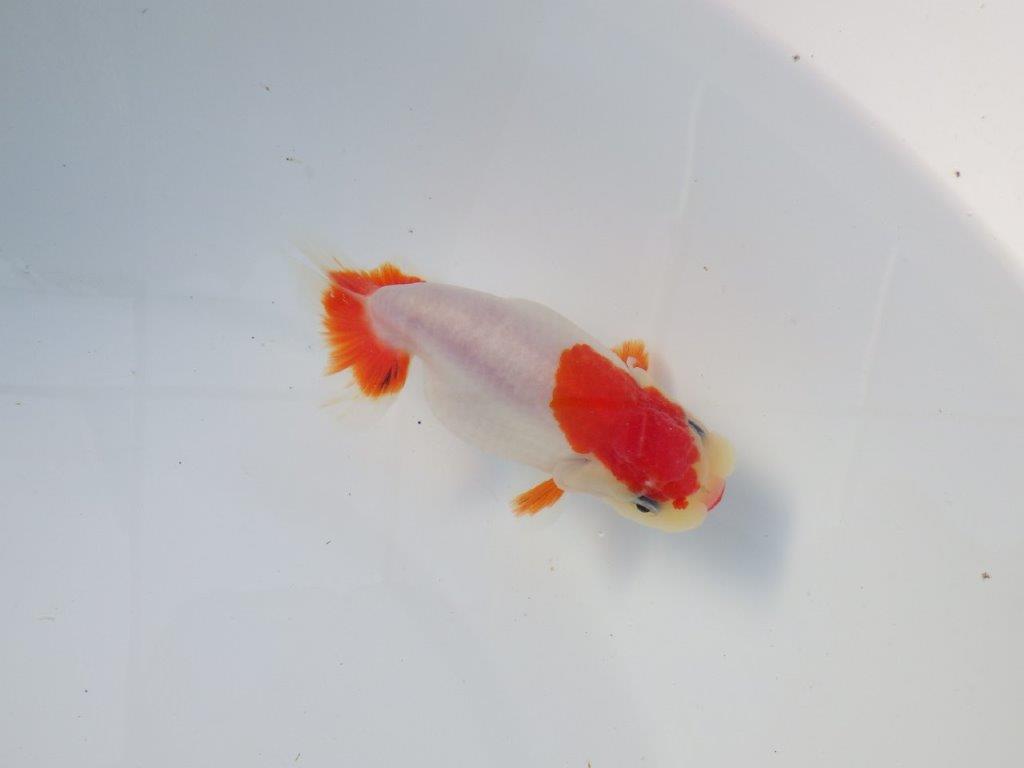 【愛知 清田良也氏】激レア!上物明け二歳もみじらんちゅう 約11,5㎝ メス?