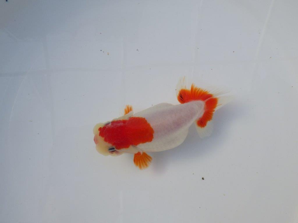 【愛知 清田良也氏】激レア!上物明け二歳もみじらんちゅう 約11,5㎝ メス?