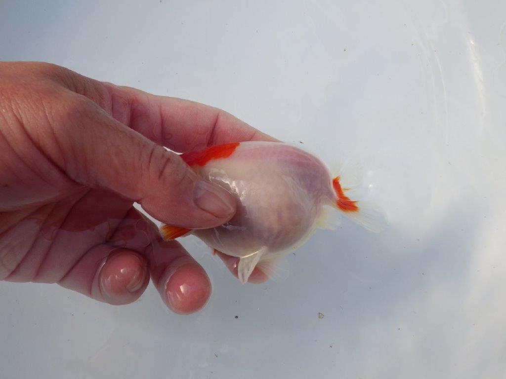 【愛知 清田良也氏】激レア!上物明け二歳もみじらんちゅう 約11,5㎝ メス?