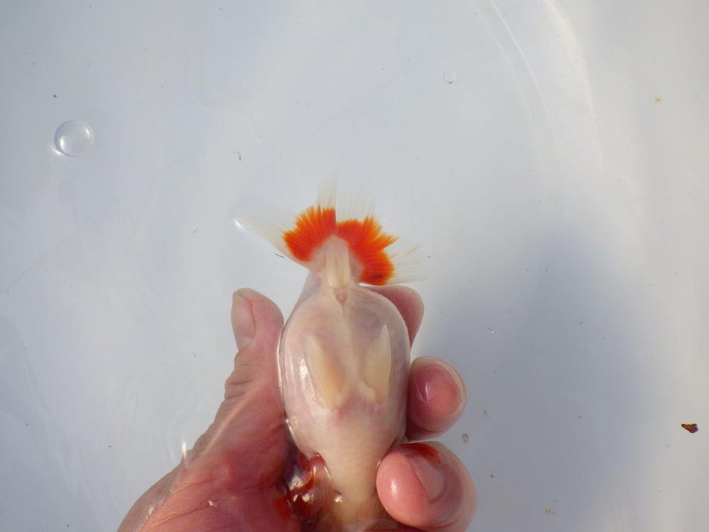 【愛知 清田良也氏】激レア!上物明け二歳もみじらんちゅう 約11,5㎝ メス?