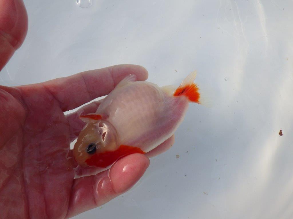 【愛知 清田良也氏】激レア!上物明け二歳もみじらんちゅう 約11,5㎝ メス?