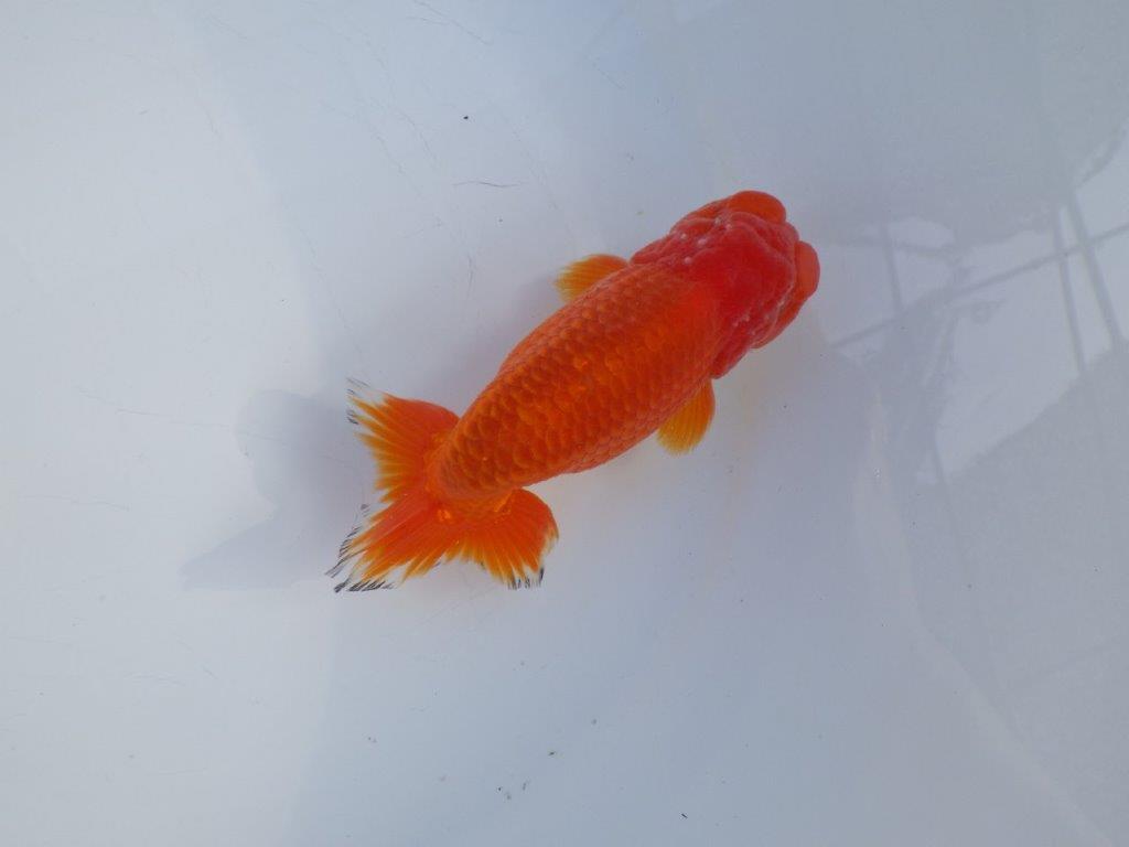 【愛知小早川義幸氏】尾型、構えの良い明け二歳らんちゅう約13㎝の上身