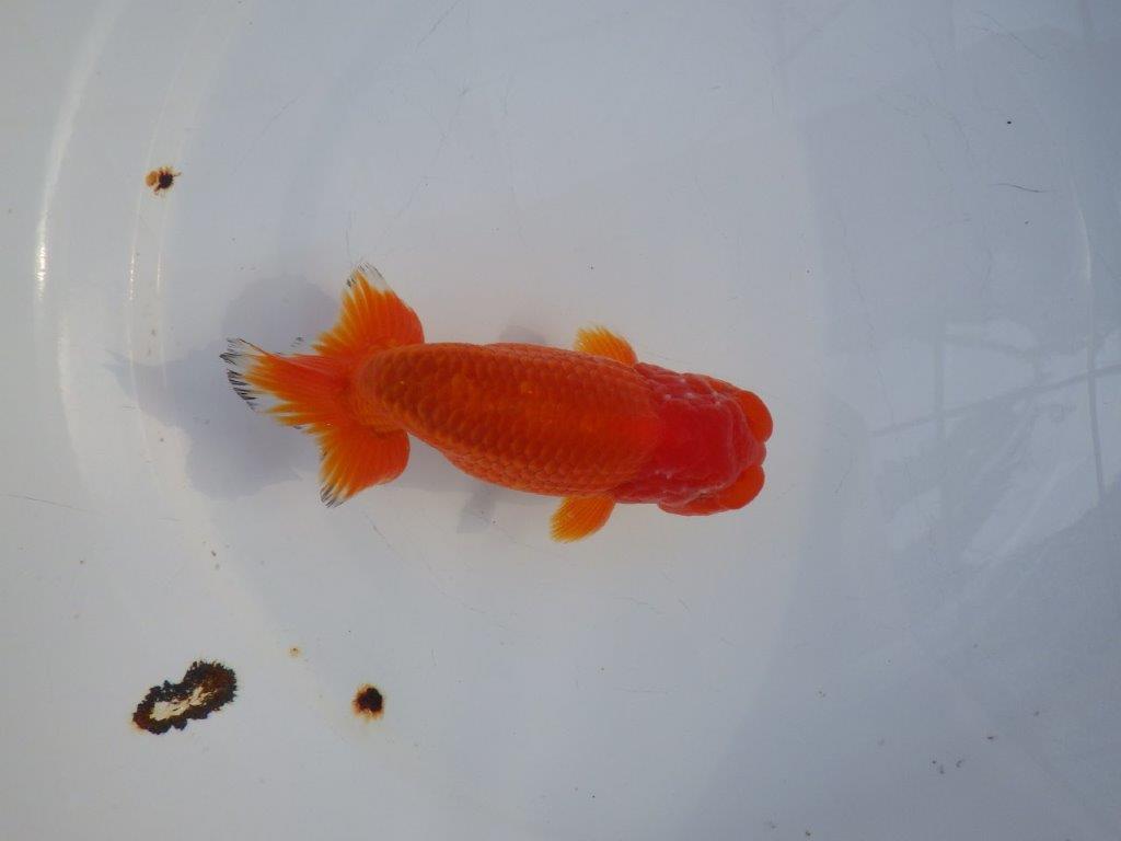 【愛知小早川義幸氏】尾型、構えの良い明け二歳らんちゅう約13㎝