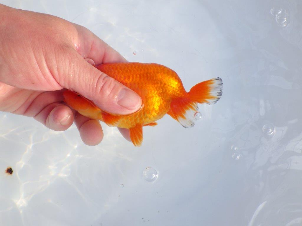 【愛知小早川義幸氏】尾型、構えの良い明け二歳らんちゅう約13㎝