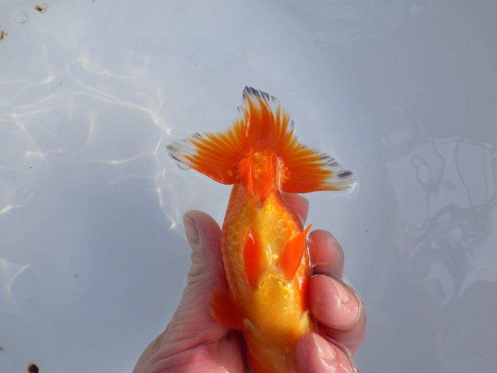 【愛知小早川義幸氏】尾型、構えの良い明け二歳らんちゅう約13㎝