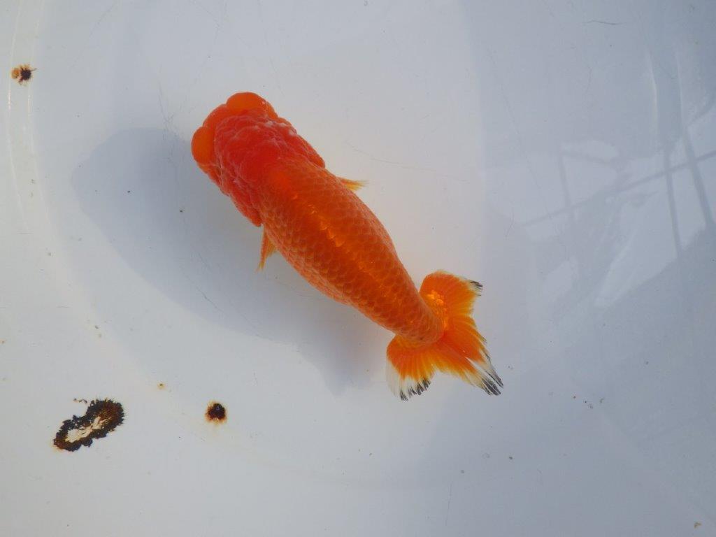 【愛知小早川義幸氏】頭が良く映える明け二歳らんちゅう約14㎝オス