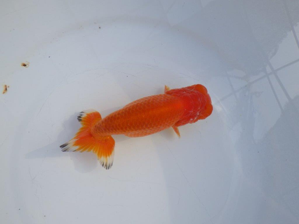 【愛知小早川義幸氏】頭が良く映える明け二歳らんちゅう約14㎝オス