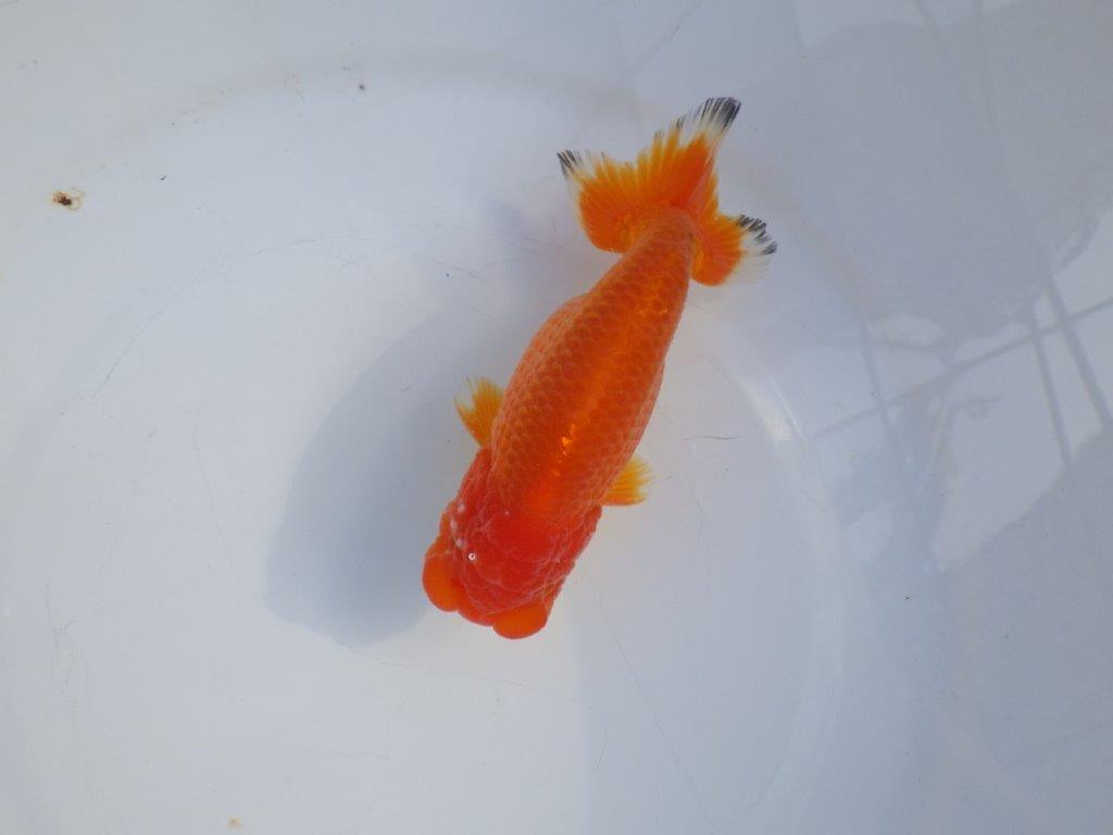 【愛知小早川義幸氏】頭が良く映える明け二歳らんちゅう約14㎝オス