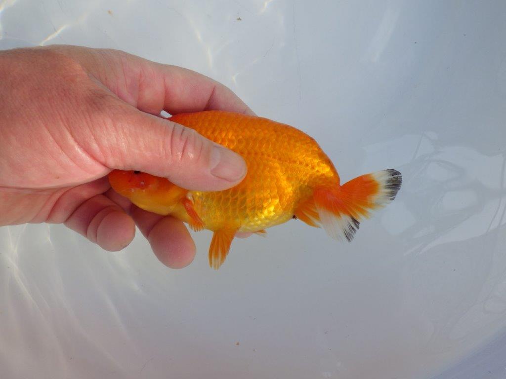 【愛知小早川義幸氏】頭が良く映える明け二歳らんちゅう約14㎝オス