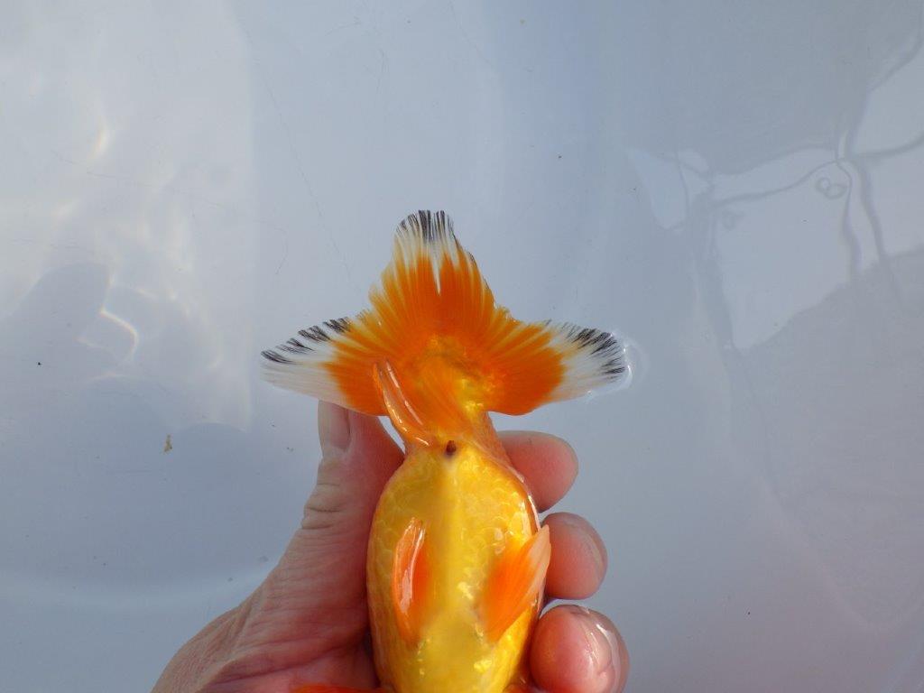 【愛知小早川義幸氏】頭が良く映える明け二歳らんちゅう約14㎝オス