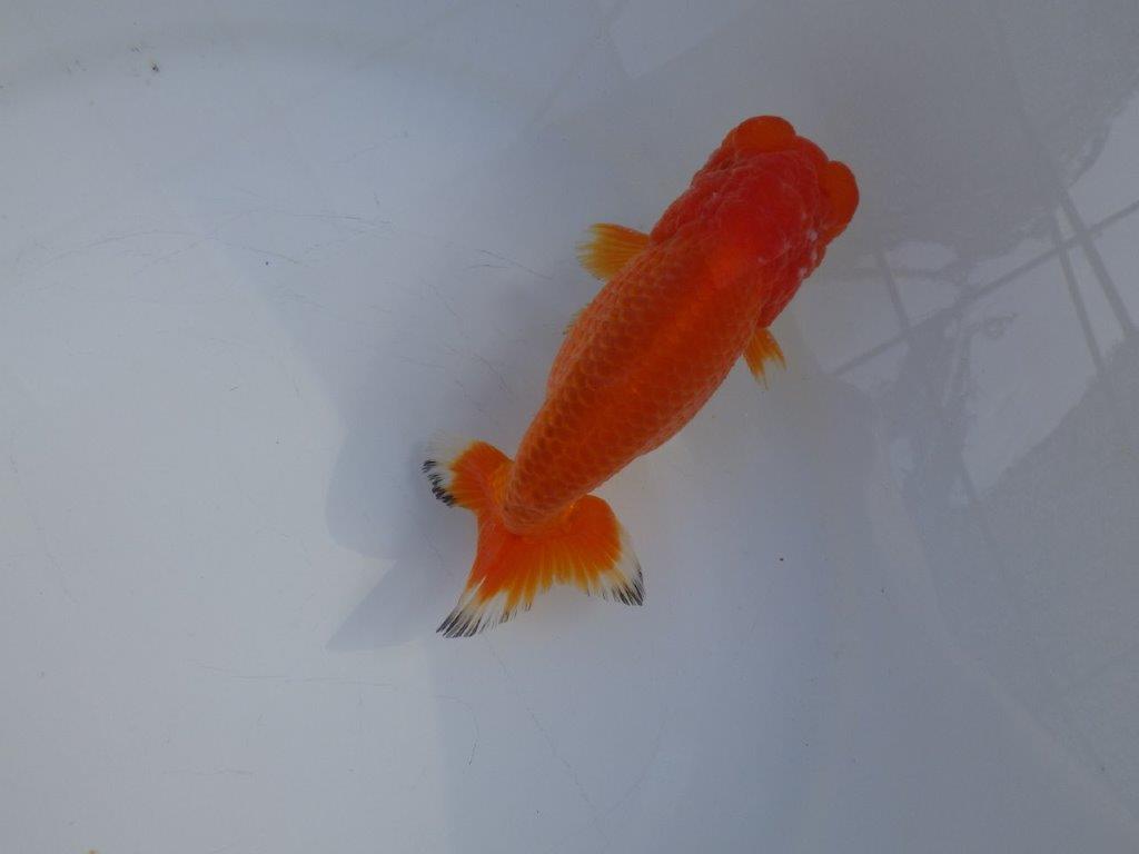 【愛知小早川義幸氏】頭が良く映える明け二歳らんちゅう約14㎝オス