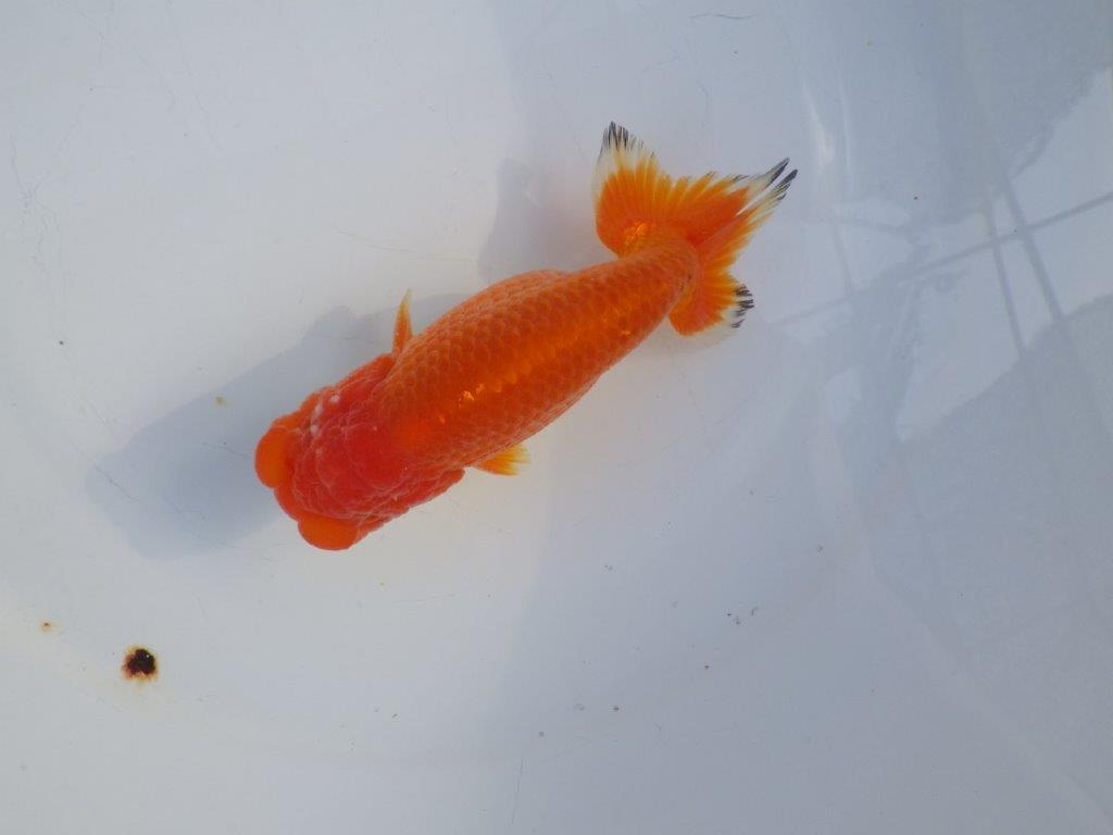 【愛知小早川義幸氏】頭が良く映える明け二歳らんちゅう約14㎝オスの上身