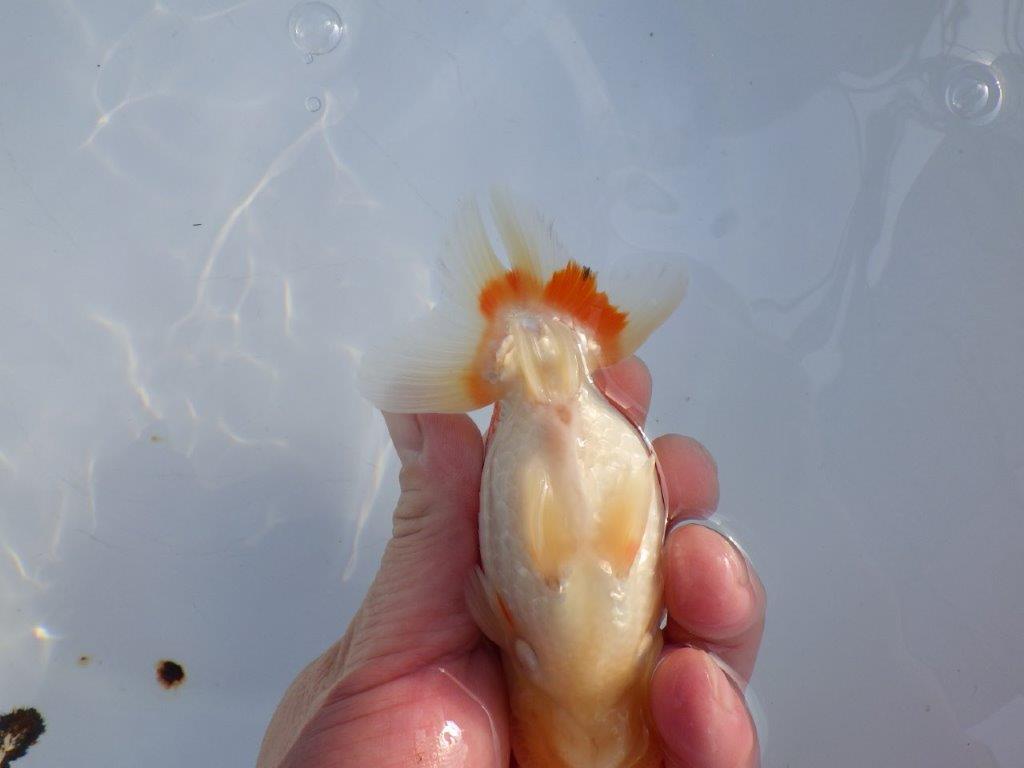 【愛知小早川義幸氏】裏皿が多く種にもお勧めの明け二歳らんちゅう約13㎝オス