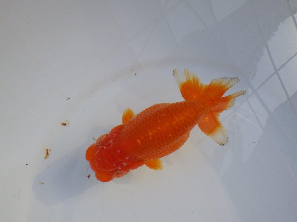 【愛知小早川義幸氏】バランスが良くご鑑賞お勧めの明け二歳らんちゅう約13,5㎝メス？