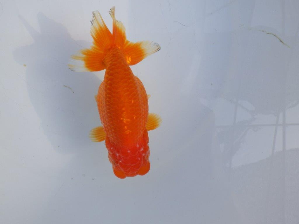 【愛知小早川義幸氏】バランスが良くご鑑賞お勧めの明け二歳らんちゅう約13,5㎝メス？