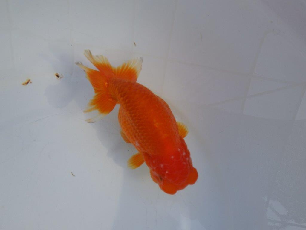 【愛知小早川義幸氏】バランスが良くご鑑賞お勧めの明け二歳らんちゅう約13,5㎝メス？