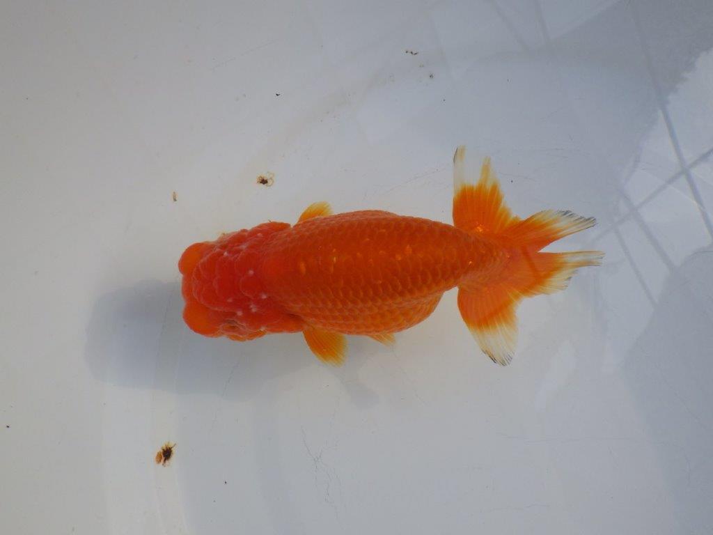 【愛知小早川義幸氏】バランスが良くご鑑賞お勧めの明け二歳らんちゅう約13,5㎝メス？