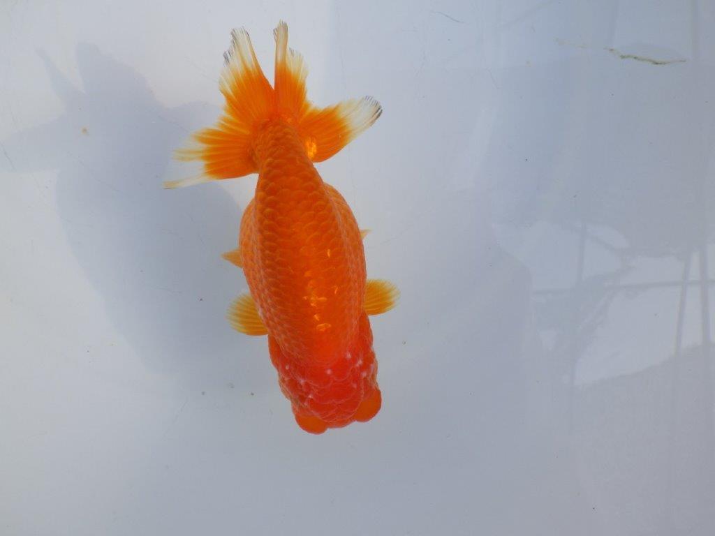 【愛知小早川義幸氏】バランスが良くご鑑賞お勧めの明け二歳らんちゅう約13,5㎝メス？の上身