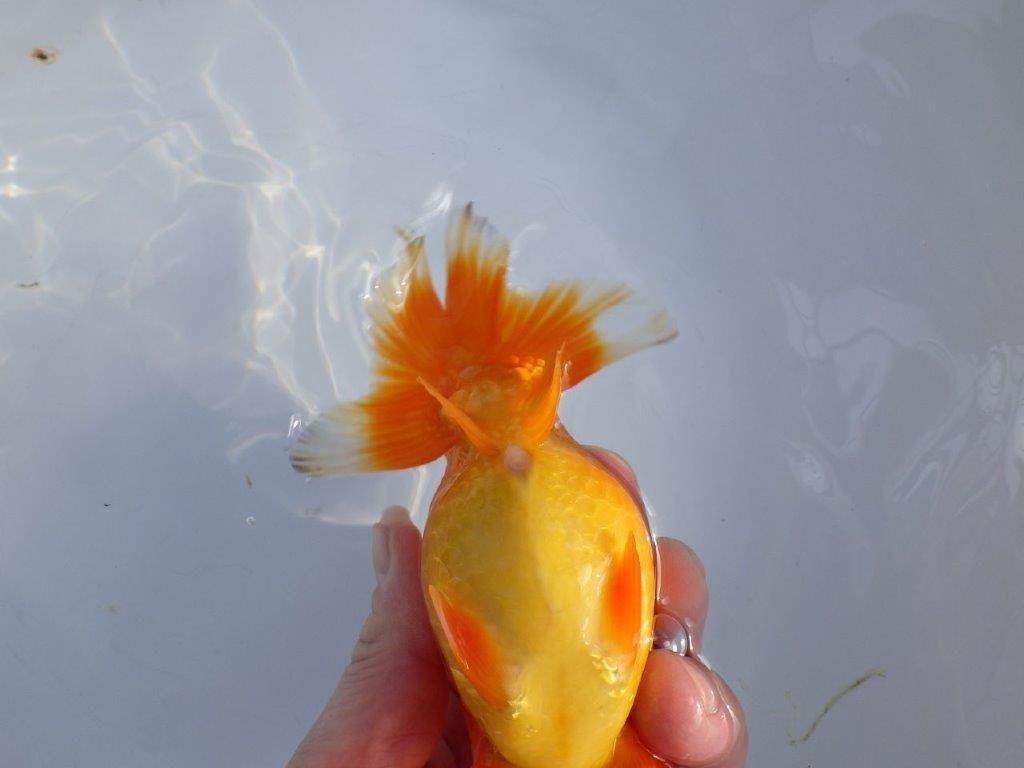 【愛知小早川義幸氏】バランスが良くご鑑賞お勧めの明け二歳らんちゅう約13,5㎝メス？