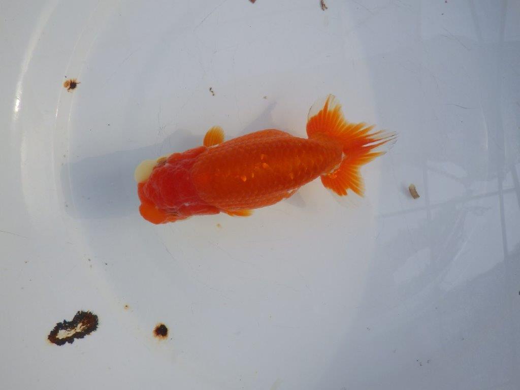 【愛知小早川義幸氏】飼い込みお勧めの更紗明け二歳らんちゅう約14cmメス？