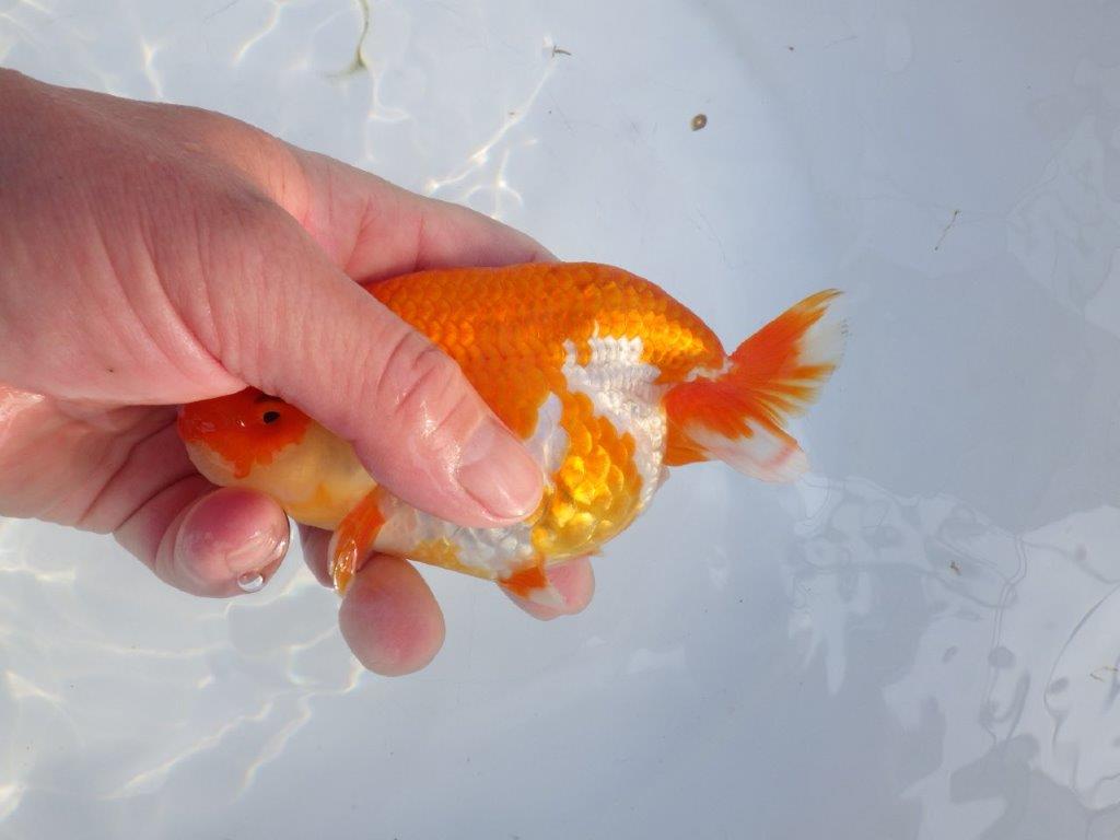 【愛知小早川義幸氏】飼い込みお勧めの更紗明け二歳らんちゅう約14cmメス？