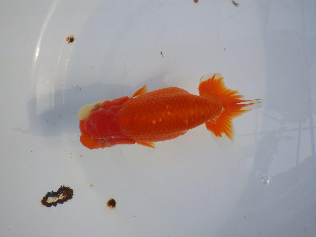 【愛知小早川義幸氏】飼い込みお勧めの更紗明け二歳らんちゅう約14cmメス？の上身