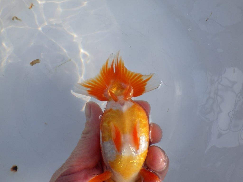 【愛知小早川義幸氏】飼い込みお勧めの更紗明け二歳らんちゅう約14cmメス？