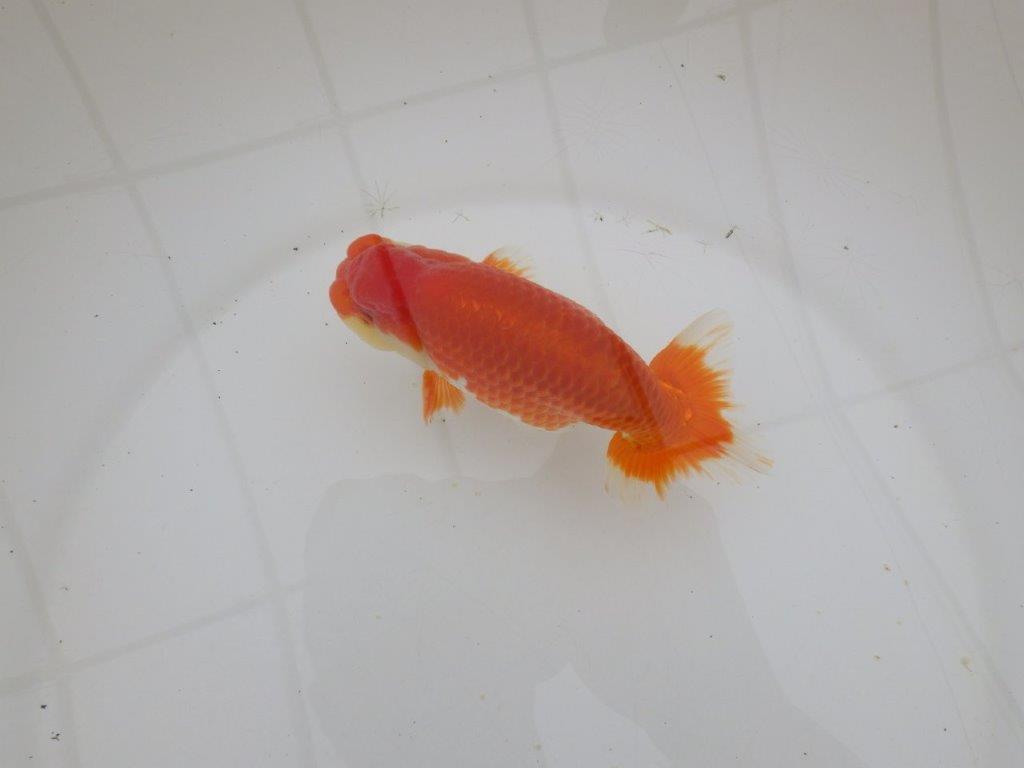 【山田芳人氏】明け二歳らんちゅう 背腰が綺麗で水槽映えする更紗約13㎝オス