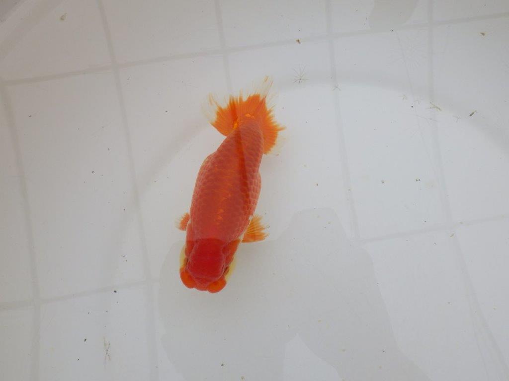 【山田芳人氏】明け二歳らんちゅう 背腰が綺麗で水槽映えする更紗約13㎝オス