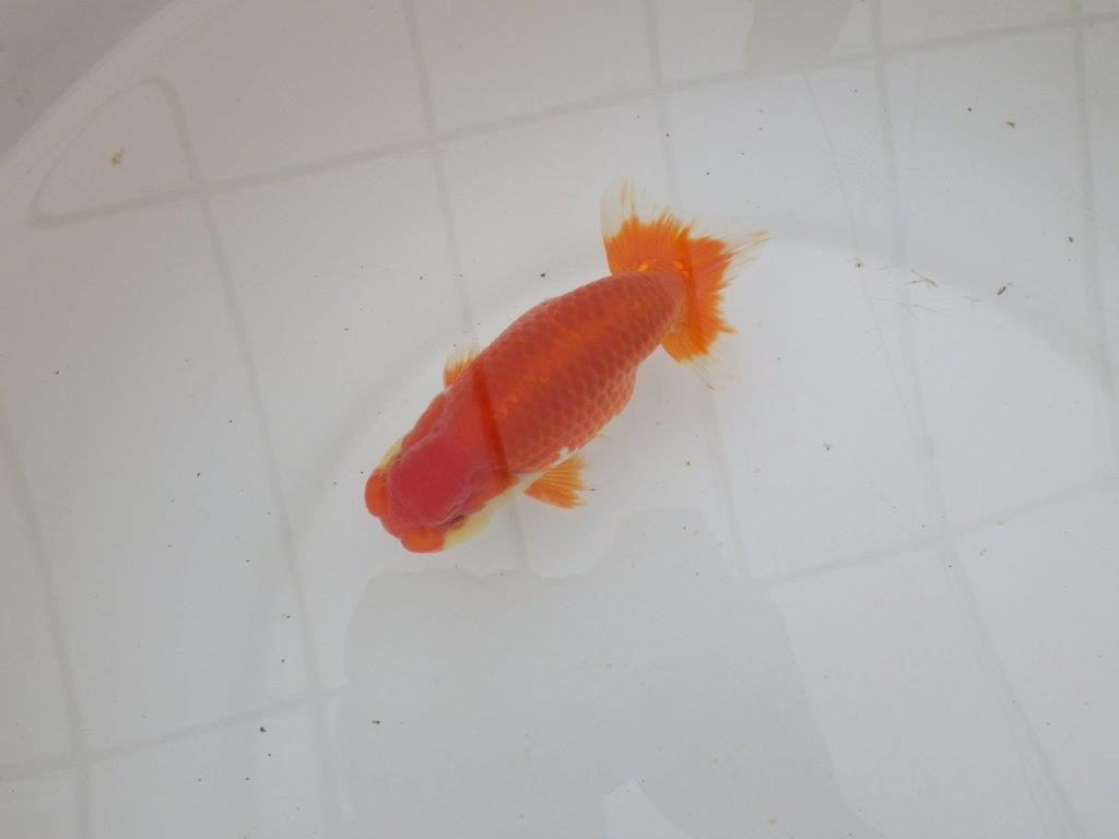 【山田芳人氏】明け二歳らんちゅう 背腰が綺麗で水槽映えする更紗約13㎝オス