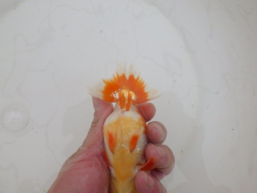 【山田芳人氏】明け二歳らんちゅう 背腰が綺麗で水槽映えする更紗約13㎝オス