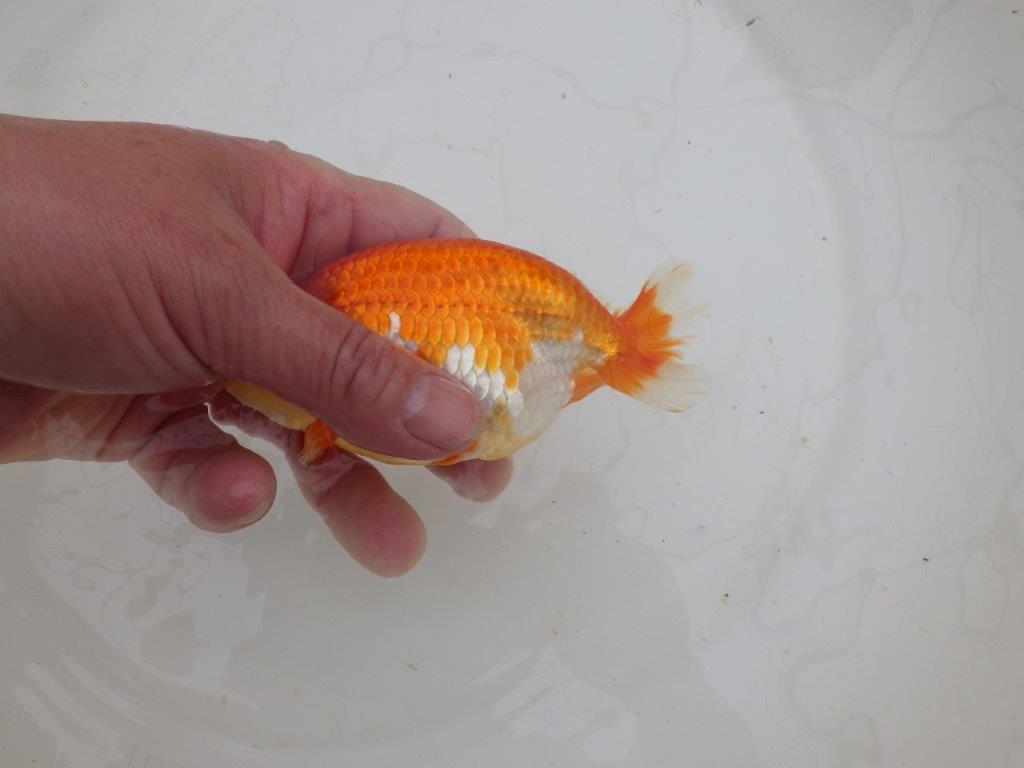 【山田芳人氏】明け二歳らんちゅう 背腰が綺麗で水槽映えする更紗約13㎝オス