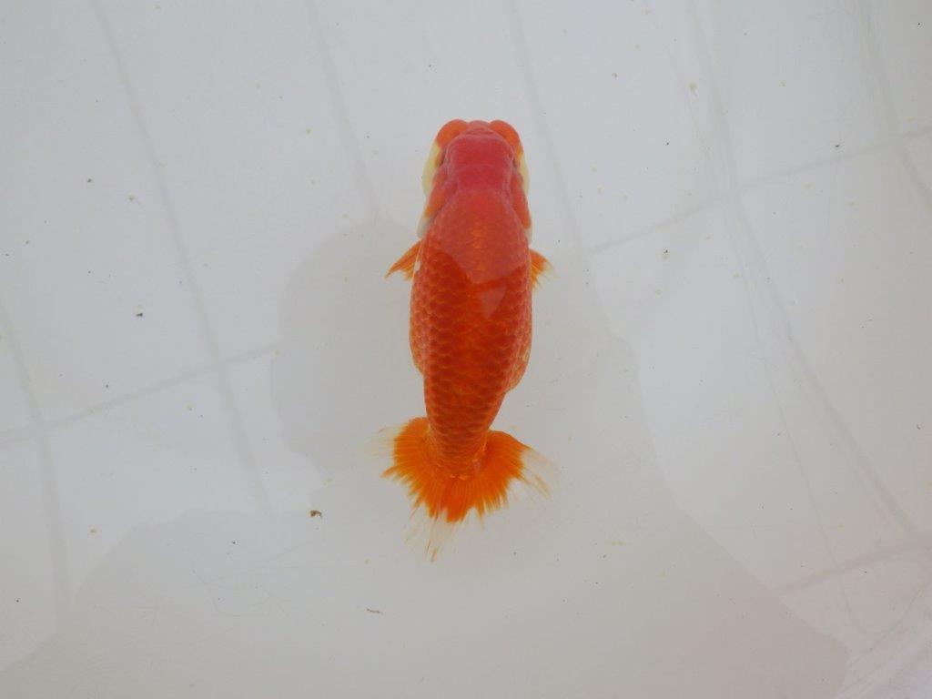 【山田芳人氏】明け二歳らんちゅう 背腰が綺麗で水槽映えする更紗約13㎝オス