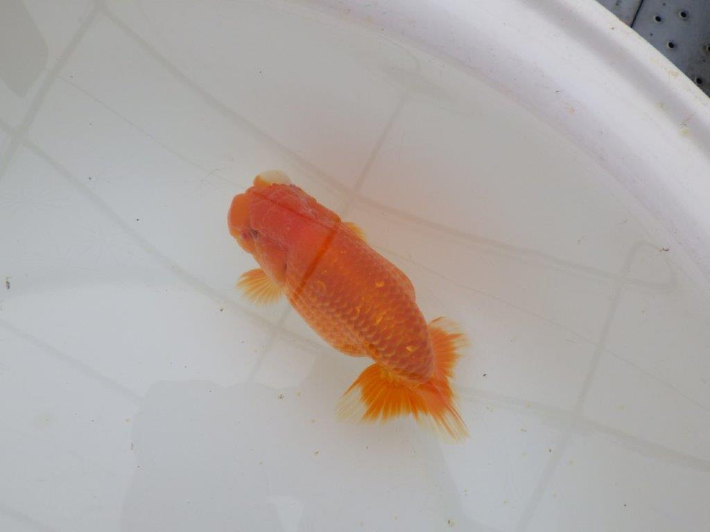 【山田芳人氏】明け二歳らんちゅう オスでこのふと味は種にお勧め 約13㎝ オス