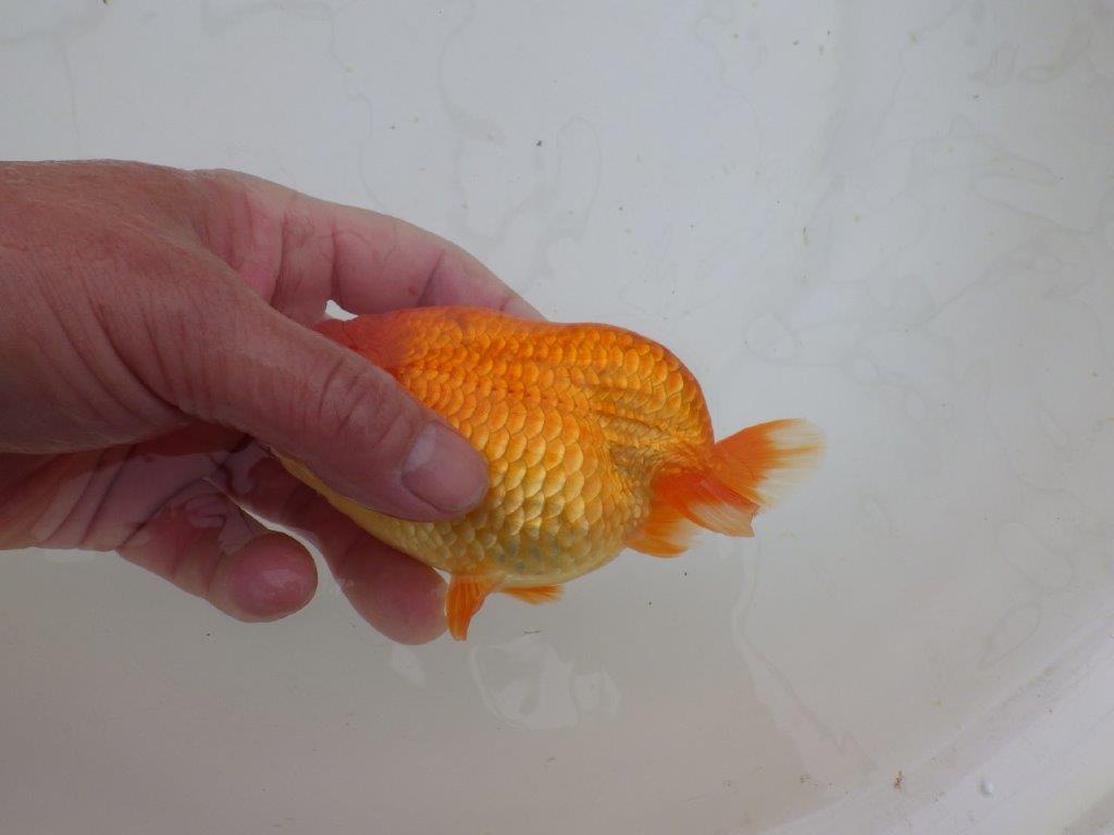 【山田芳人氏】明け二歳らんちゅう オスでこのふと味は種にお勧め 約13㎝ オス