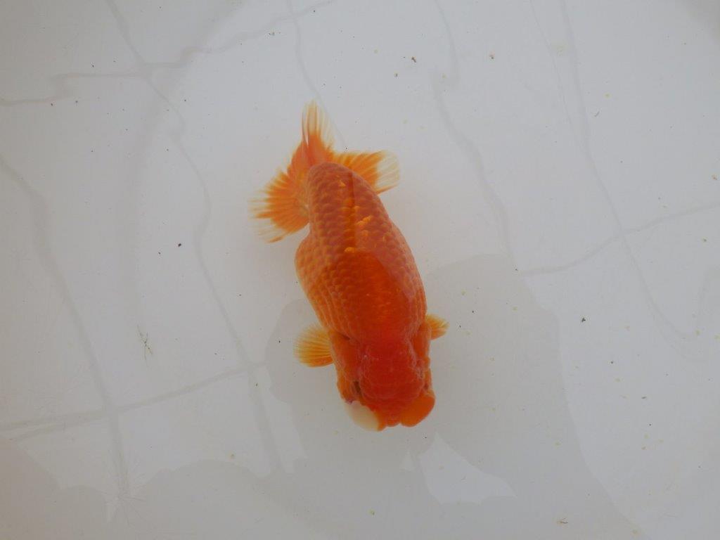 【山田芳人氏】明け二歳らんちゅう オスでこのふと味は種にお勧め 約13㎝ オス