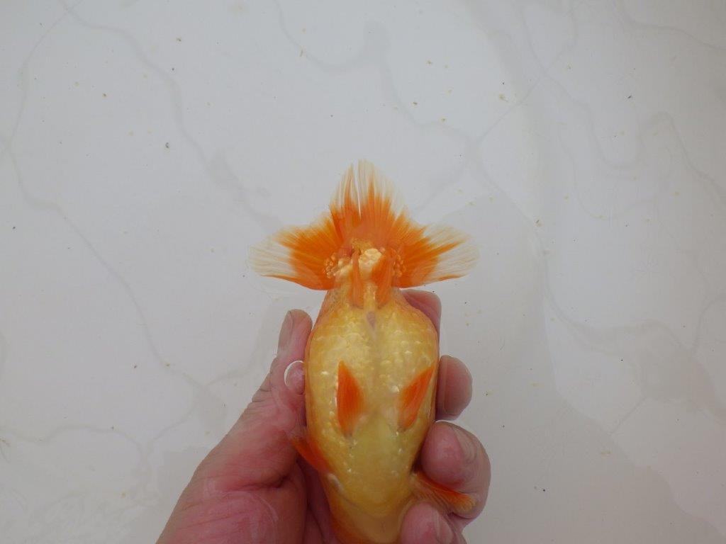 【山田芳人氏】明け二歳らんちゅう オスでこのふと味は種にお勧め 約13㎝ オス