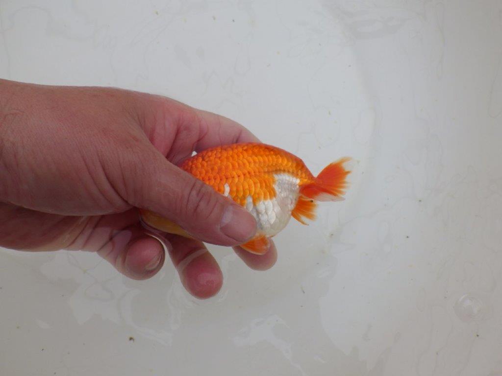 【山田芳人氏】明け二歳らんちゅう 色艶も良く綺麗な更紗でお勧め 約12,5㎝ オス