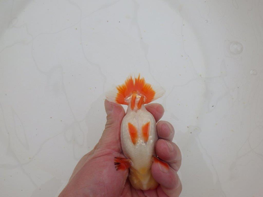 【山田芳人氏】明け二歳らんちゅう 色艶も良く綺麗な更紗でお勧め 約12,5㎝ オス