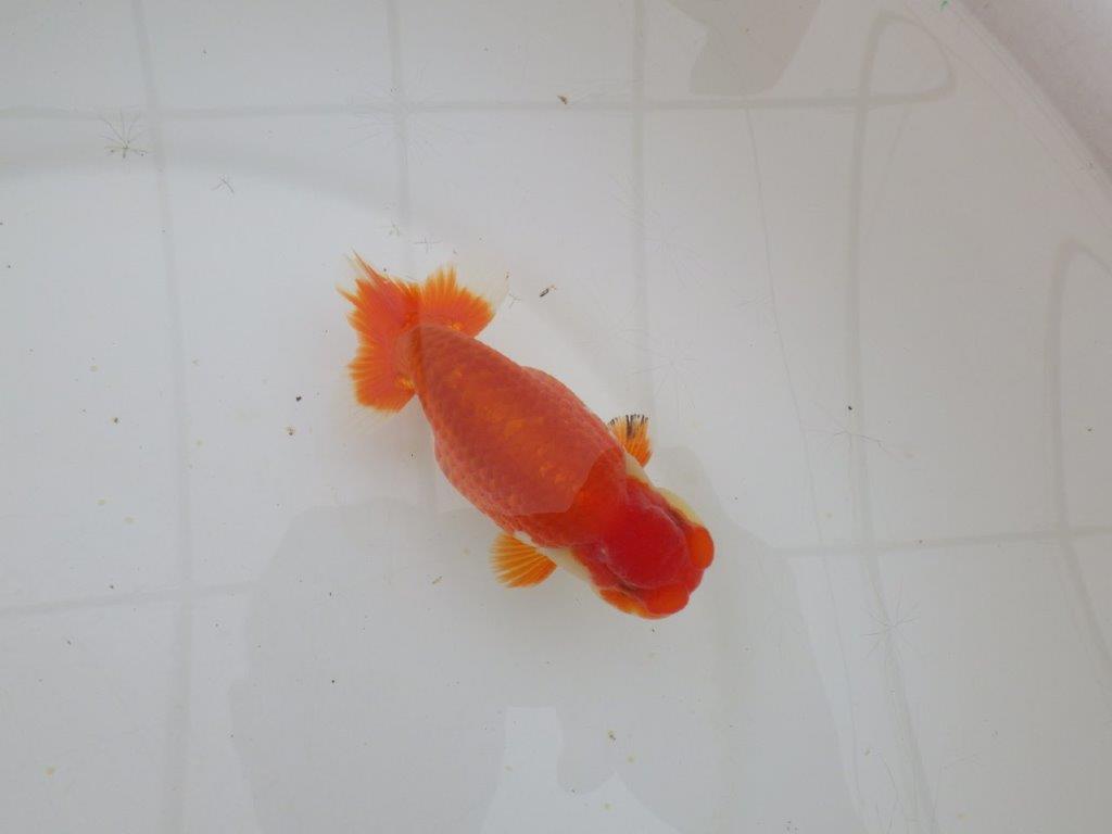 【山田芳人氏】明け二歳らんちゅう 色艶も良く綺麗な更紗でお勧め 約12,5㎝ オス