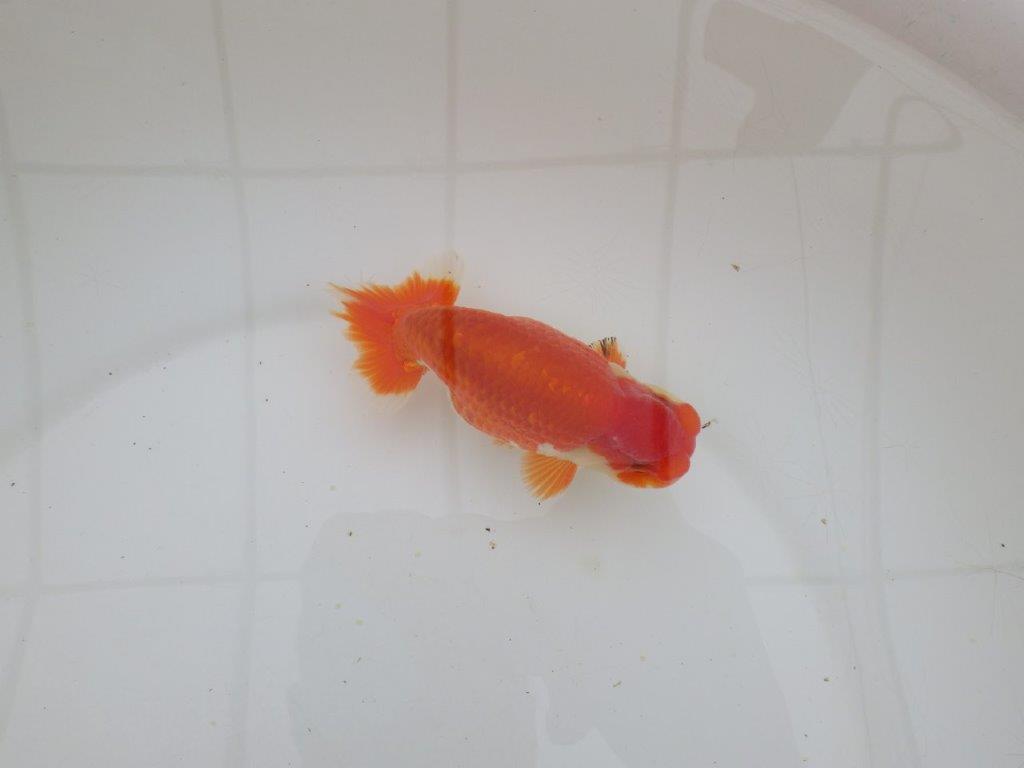 【山田芳人氏】明け二歳らんちゅう 色艶も良く綺麗な更紗でお勧め 約12,5㎝ オス