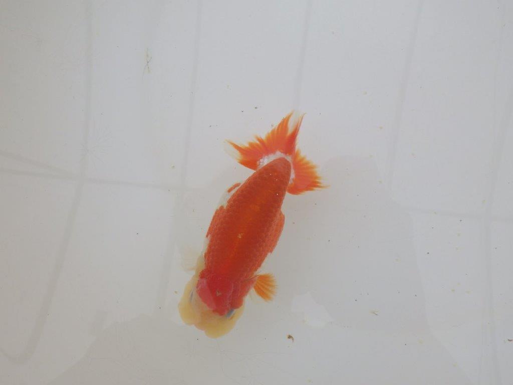 【山田芳人氏】明け二歳らんちゅう 背腰が綺麗で横見もお勧め 約12㎝ オス