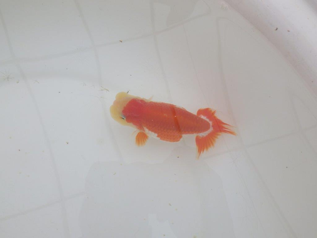 【山田芳人氏】明け二歳らんちゅう 背腰が綺麗で横見もお勧め 約12㎝ オス