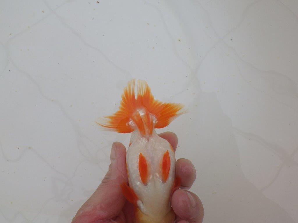 【山田芳人氏】明け二歳らんちゅう 珍しい柄でご鑑賞おすすめ 約12,5㎝ オス