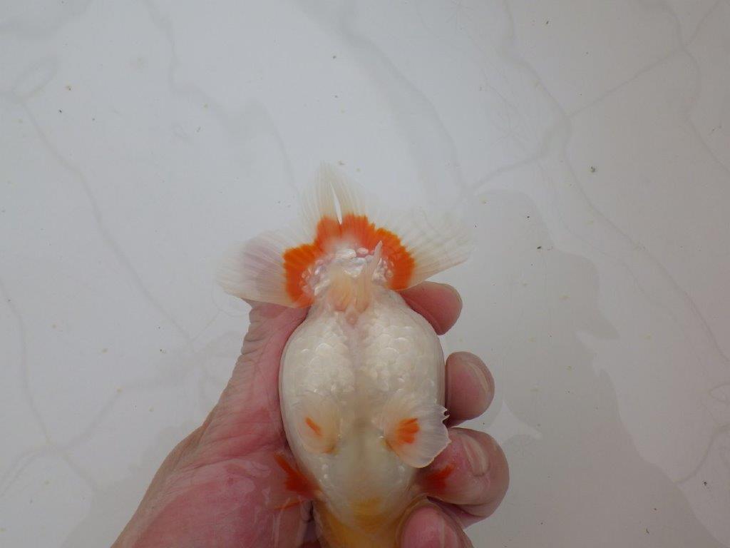 【山田芳人氏】明け二歳らんちゅう 体高があり横見が映える更紗 約12,5㎝ オス